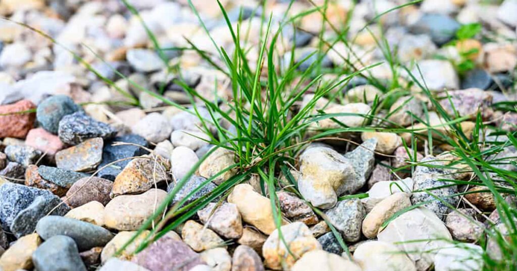 how to prevent weeds in rock landscaping