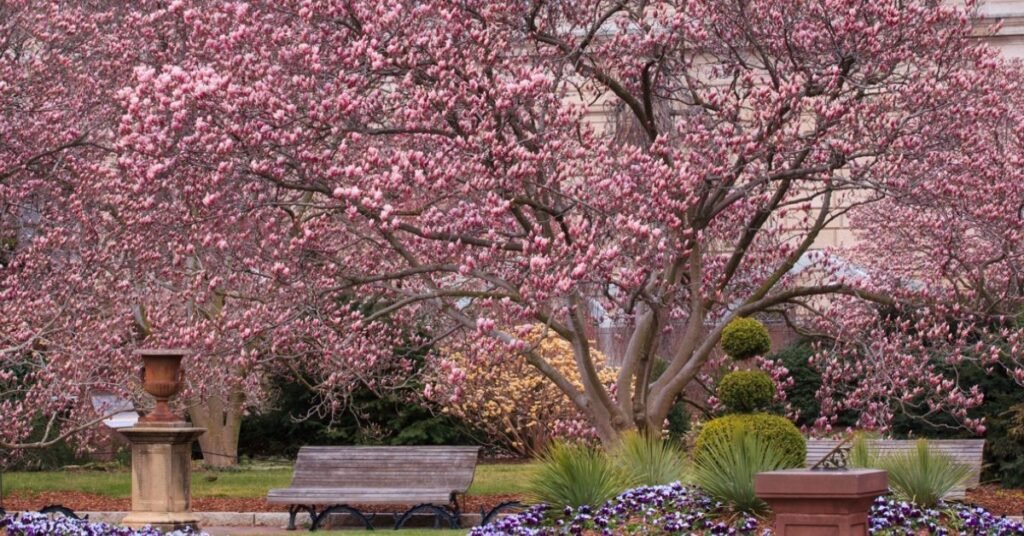 how to landscape around a magnolia tree