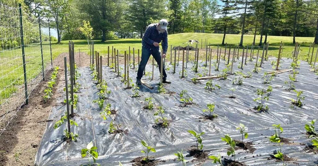 Fertilize Through Landscape Fabric