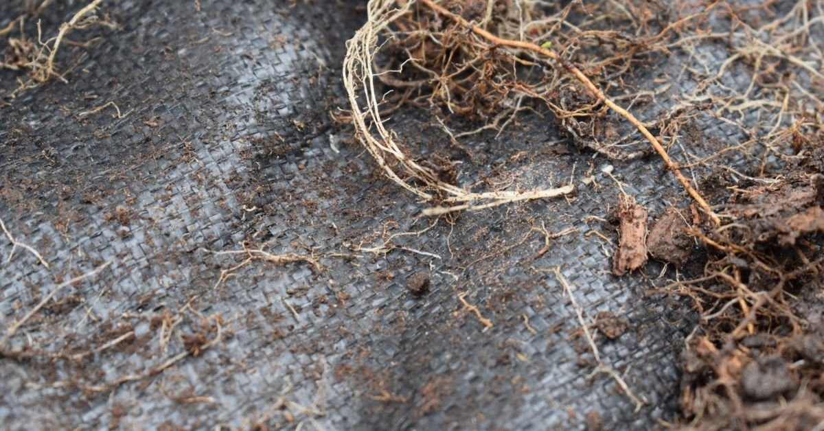 can roots grow through landscape fabric